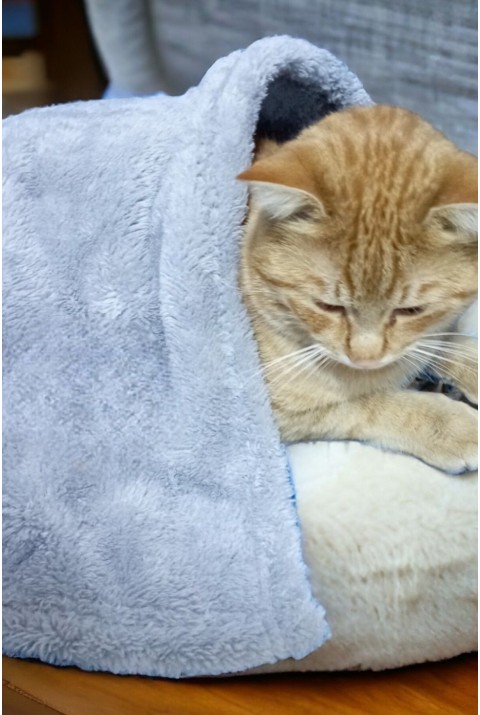 Paw Wellsoft Kedi Köpek Battaniyesi 100x100 Cm Açik Gri 70 x 70   AÇIK GRİ