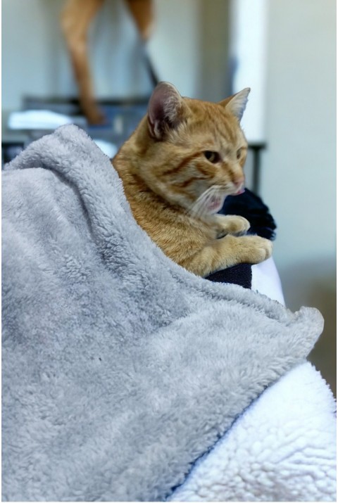 Paw Wellsoft Kedi Köpek Battaniyesi 100x100 Cm Açik Gri 70 x 70   AÇIK GRİ