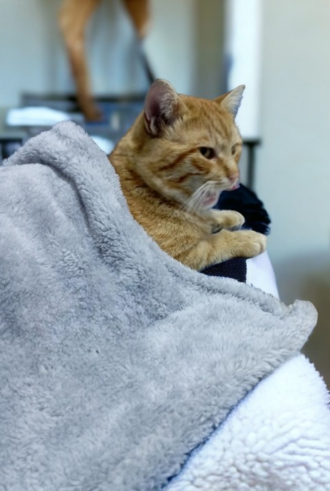 Paw Wellsoft Kedi Köpek Battaniyesi 100x100 Cm Açik Gri 70 x 70   AÇIK GRİ