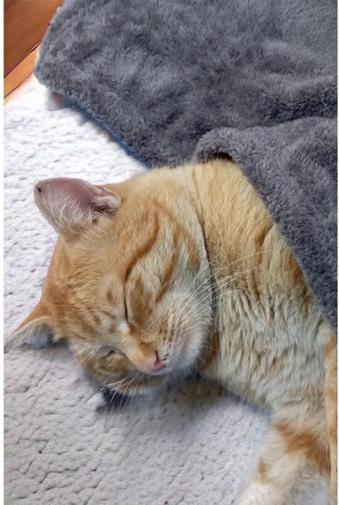 Paw Wellsoft Kedi Köpek Battaniyesi 100x100 Cm Antrasit 70 x 70   ANTRASİT1