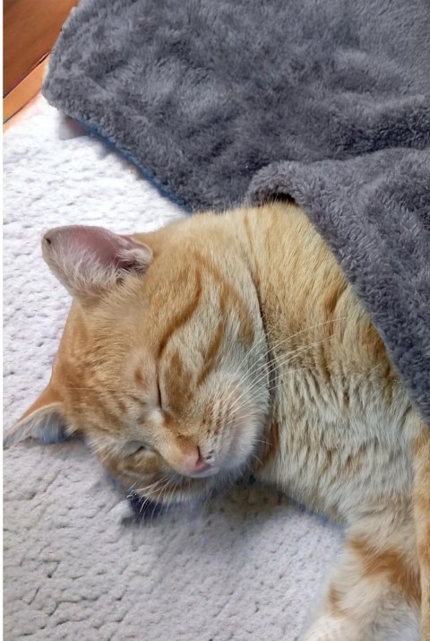 Paw Wellsoft Kedi Köpek Battaniyesi 100x100 Cm Antrasit 70 x 70   ANTRASİT1