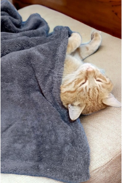 Paw Wellsoft Kedi Köpek Battaniyesi 100x100 Cm Antrasit 70 x 70   ANTRASİT1