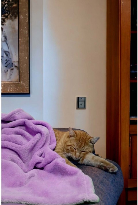 Paw Wellsoft Kedi Köpek Battaniyesi 100X100 Cm Lila 100x100 cm   Lila