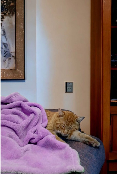 Paw Wellsoft Kedi Köpek Battaniyesi 100X100 Cm Lila 100x100 cm   Lila