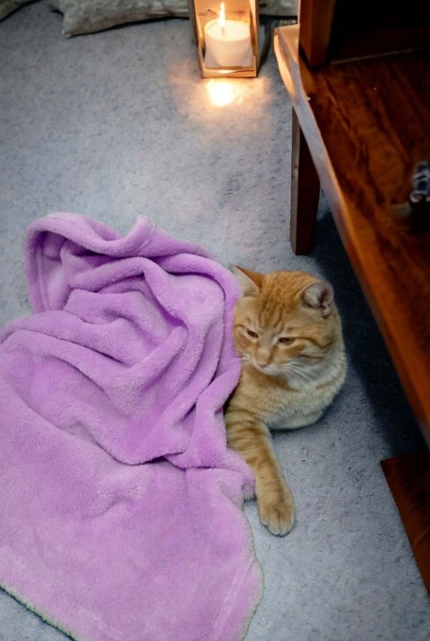 Paw Wellsoft Kedi Köpek Battaniyesi 100X100 Cm Lila 100x100 cm   Lila