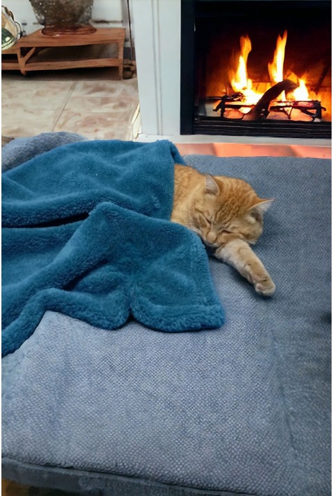 Paw Wellsoft Kedi Köpek Battaniyesi Pati Desenli 70X70 Cm Petrol Mavisi 70 x 70   PETROL MAVİSİ